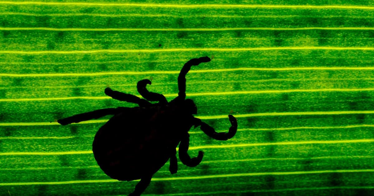 New study finds a possible clue to Lyme arthritis, chronic infection in patients' joints