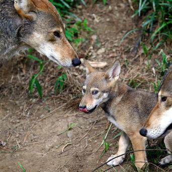 DNA of wolf declared extinct in wild lives on in Texas pack