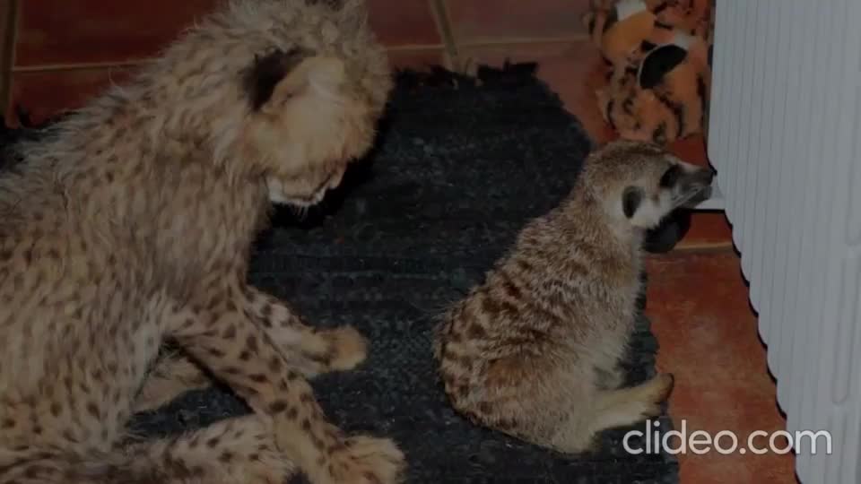 Meet Kiki: Just a pregnant special needs cheetah who learned to sit from meerkats