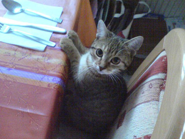Found this old photo of my cat (2006). She definitely had the best table manners.
