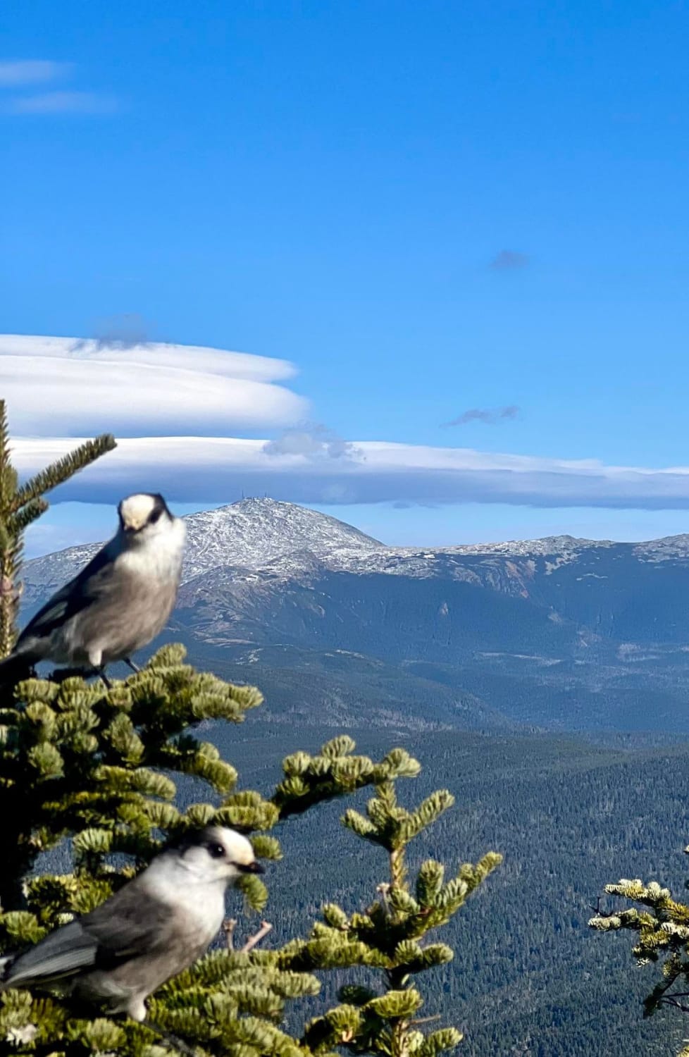 Mt. Washington and a couple of Gray Jays. Taken from Mt. Willey. The White Mountains, New Hampshire.