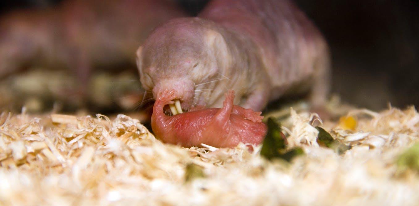 Eating the Queen's Poop Makes Naked Mole-Rats Better Parents