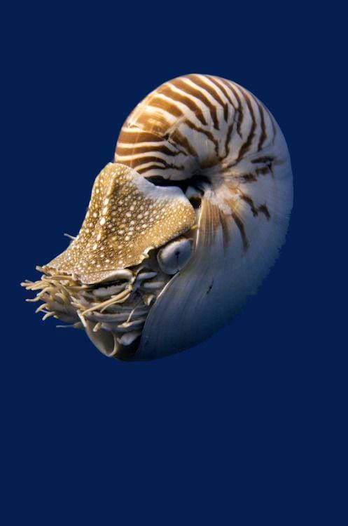 Nautiluses a most rare creature of the Ocean 💙