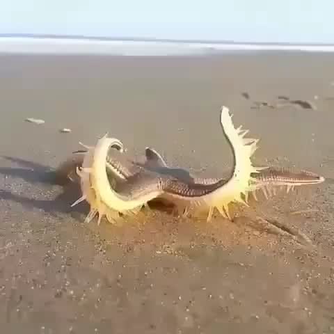 Starfish walking on the beach