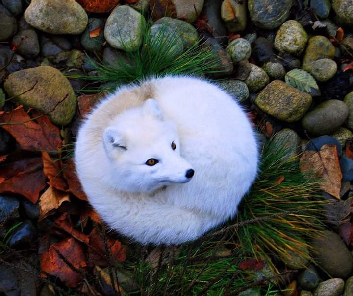 A fox having their rest!