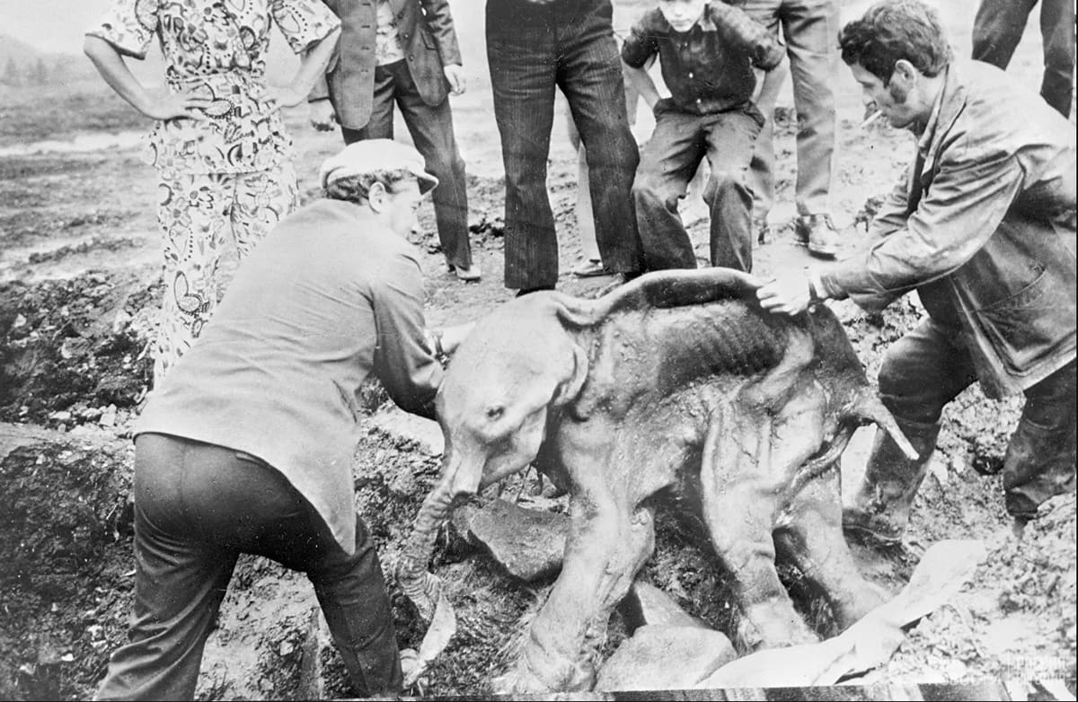 Two men lifting the preserved carcass of a baby mammoth from where it was accidentally unearthed from the permafrost by a miner's bulldozer in Siberia in 1977. Named "Dima" after a nearby stream, he died at age 6-8 months around 40,000 years ago. Traces of his mother's milk remained in his stomach.