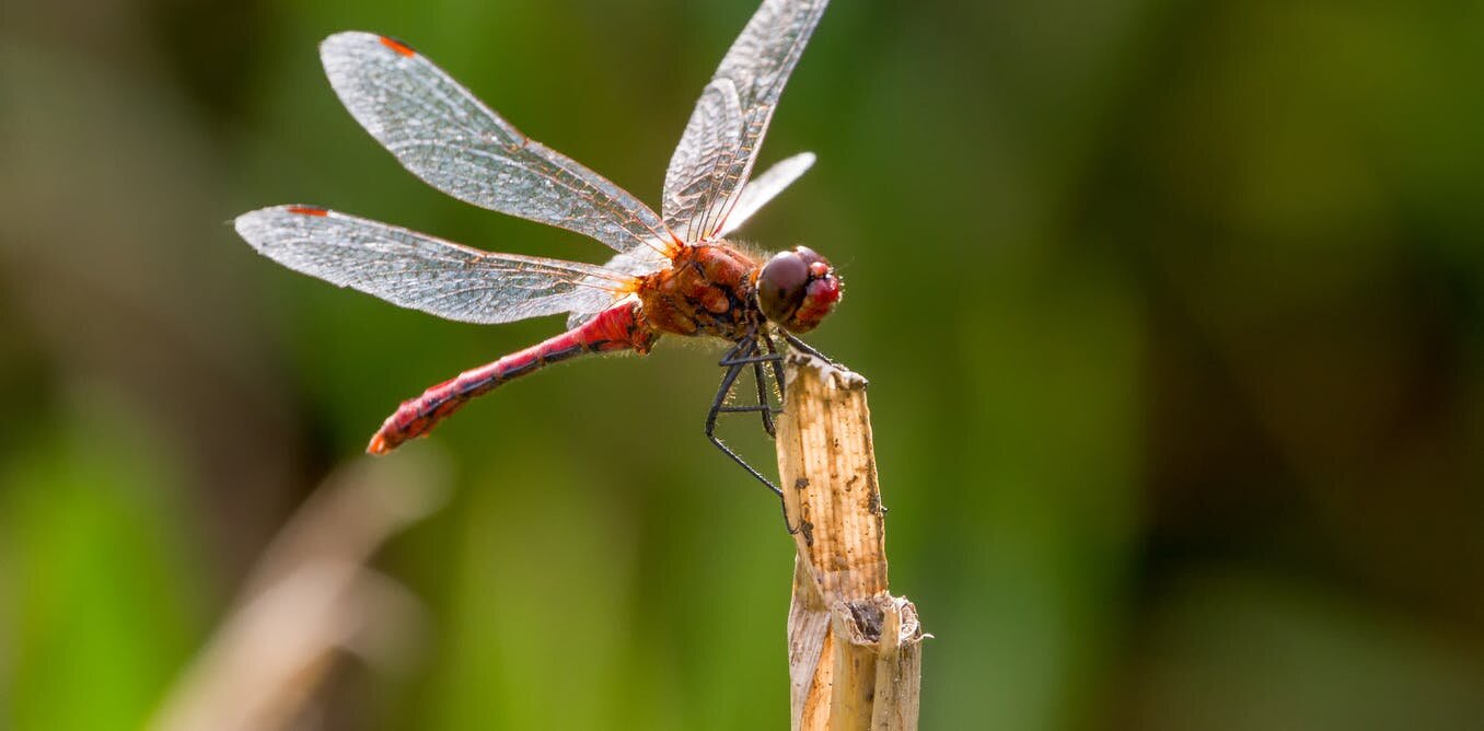 Meet the insects that are defying the plunge in biodiversity