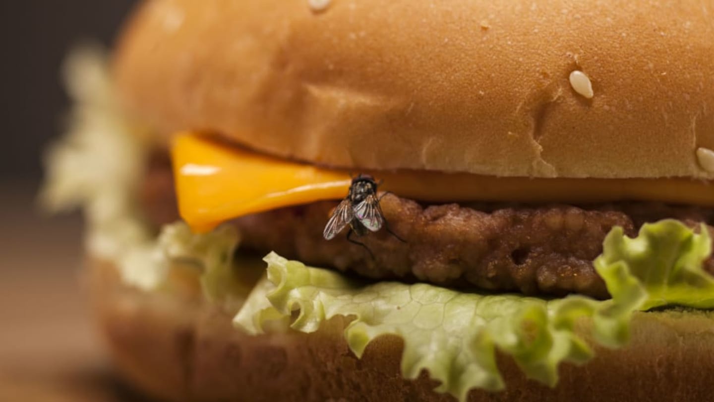 Here's Why You Really Don't Want a Fly Landing on Your Food