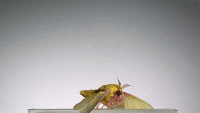 Watch an unusual ensemble of insects take flight in extreme slow motion