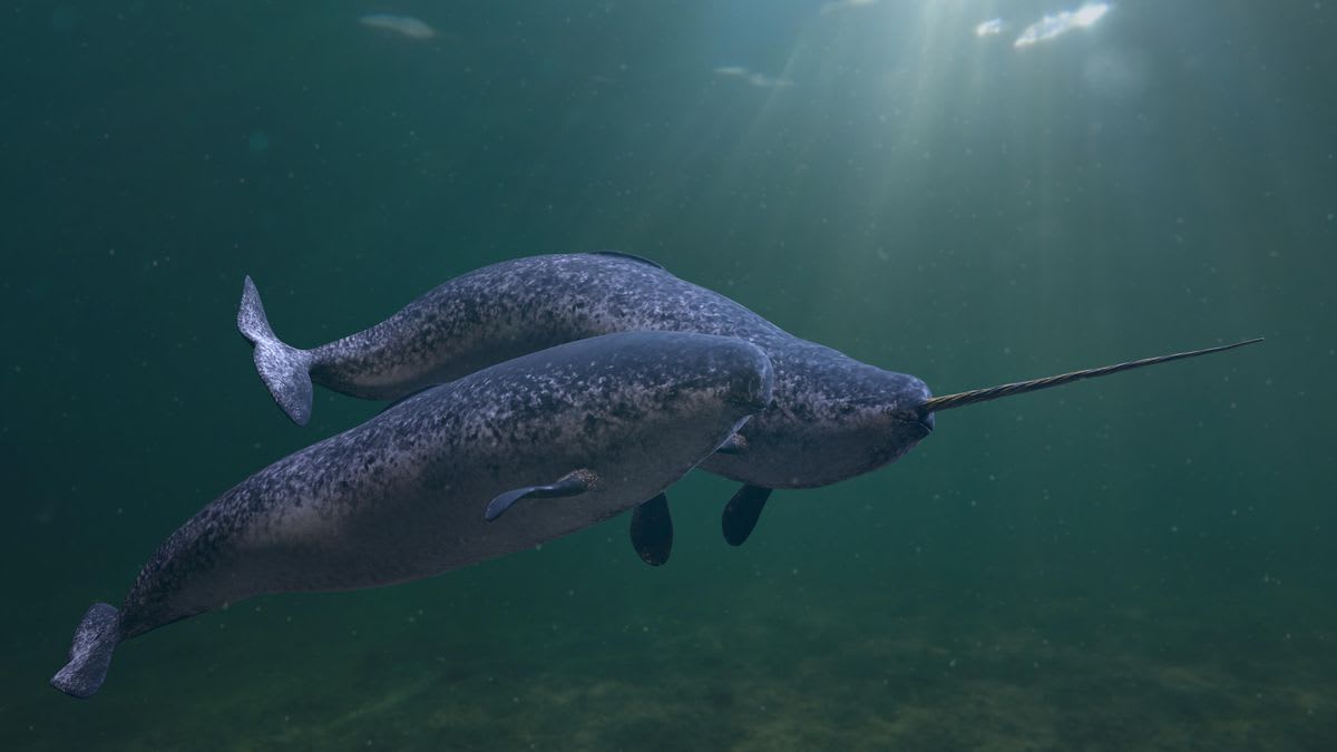 Elusive Narwhals, Once Mistaken For Unicorns And Mermaids, Now Heard On Rare Recordings