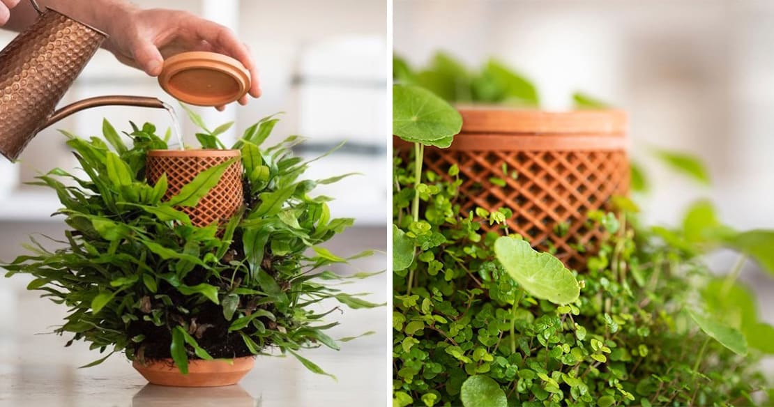 terraplanter is a hydroponic pot that lets you grow plants indoors without soil