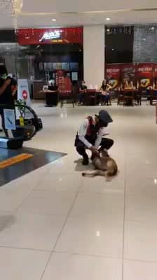 To go inside the mall and cool off unnoticed. (Stray dog)