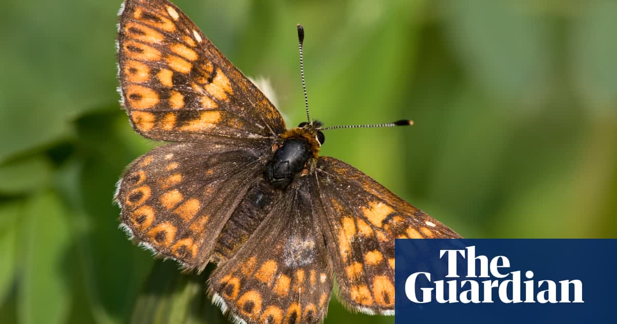 Wildlife-friendly UK farms help Duke of Burgundy butterfly numbers take flight