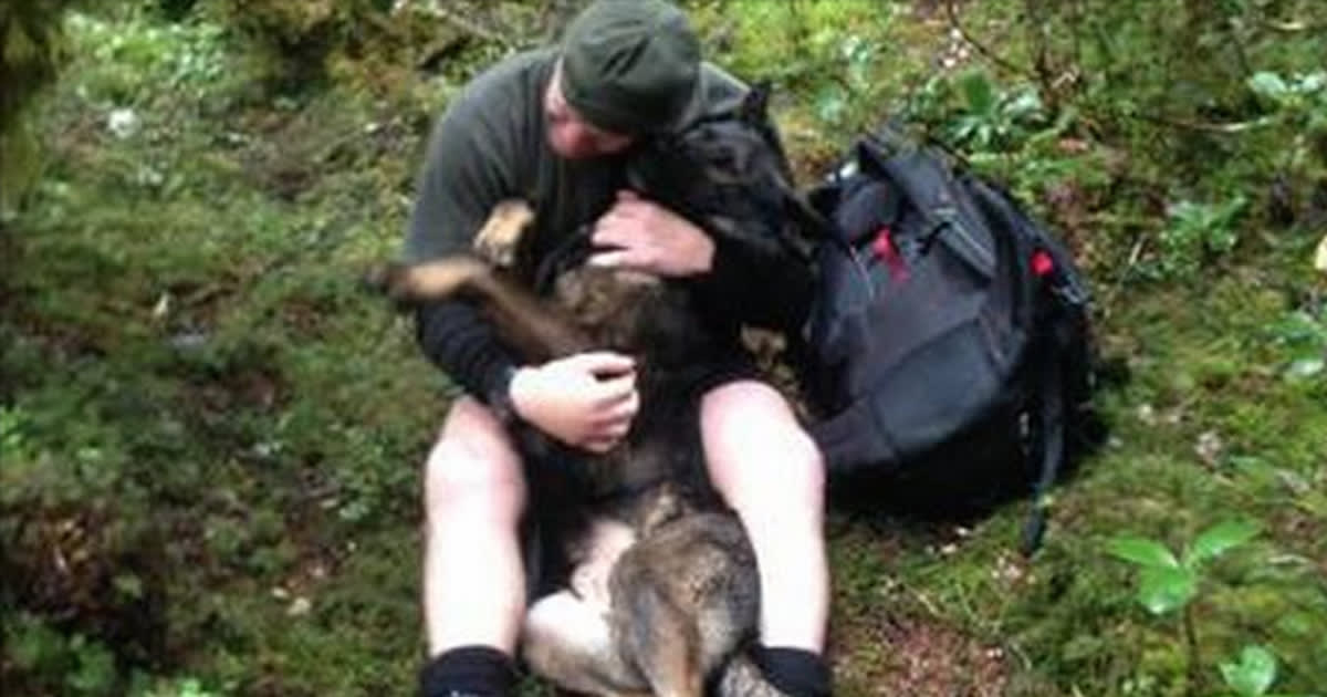 Police Dog Went Missing In The Woods For A Week Before His Handler Found Him »