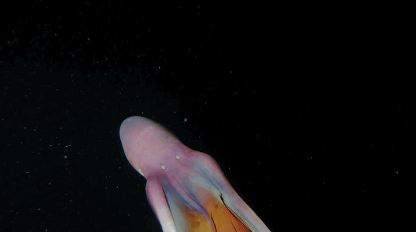 Just some mesmerizingly beautiful footage of two female blanket octopuses, filmed off the Philippines' Romblon Island by diver Joseph Elayani: