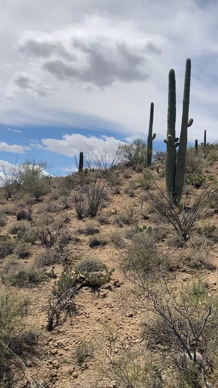 Tucson, AZ 😍