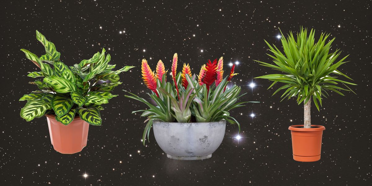 The best houseplant for your star sign