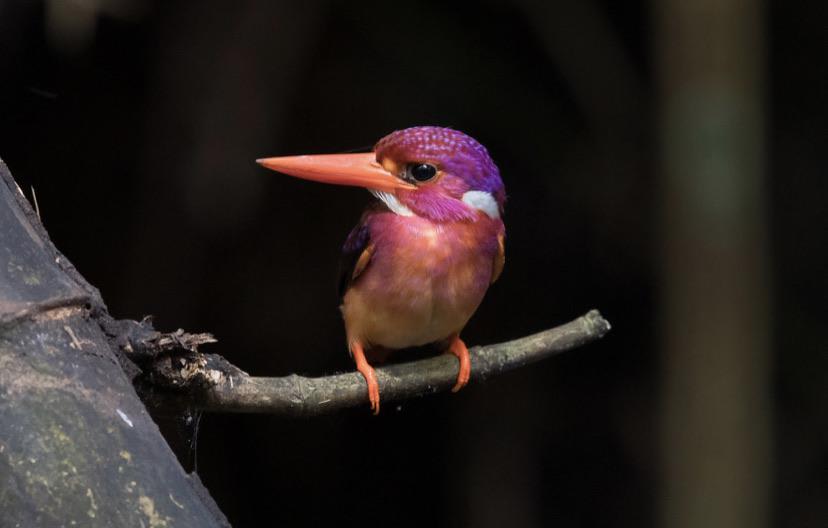 for the first time in over 130 years this incredibly rare bird species called the south philippine dwarf kingfisher has been photographed