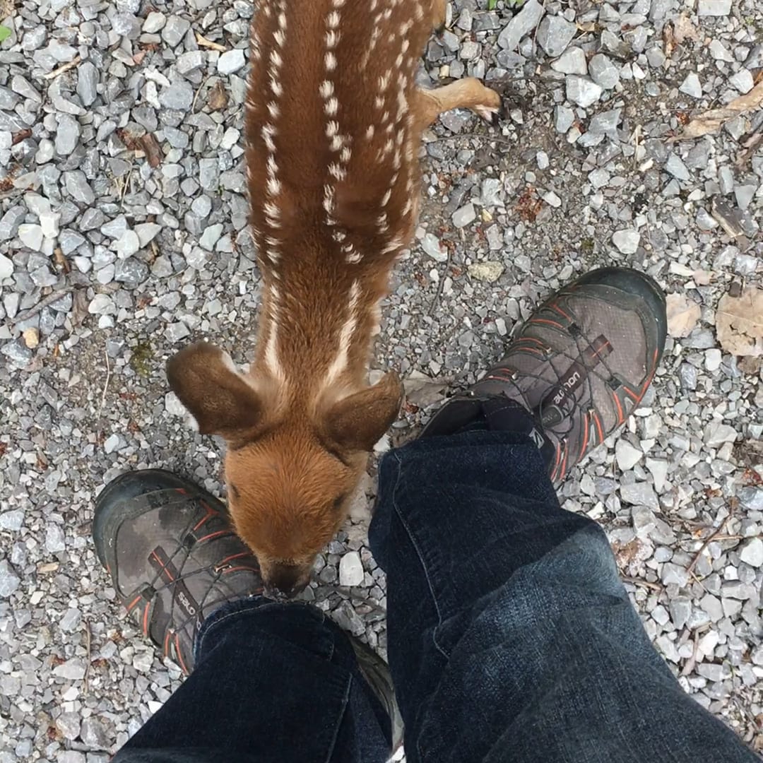 Tiny baby deer asks people to rescue her 💛