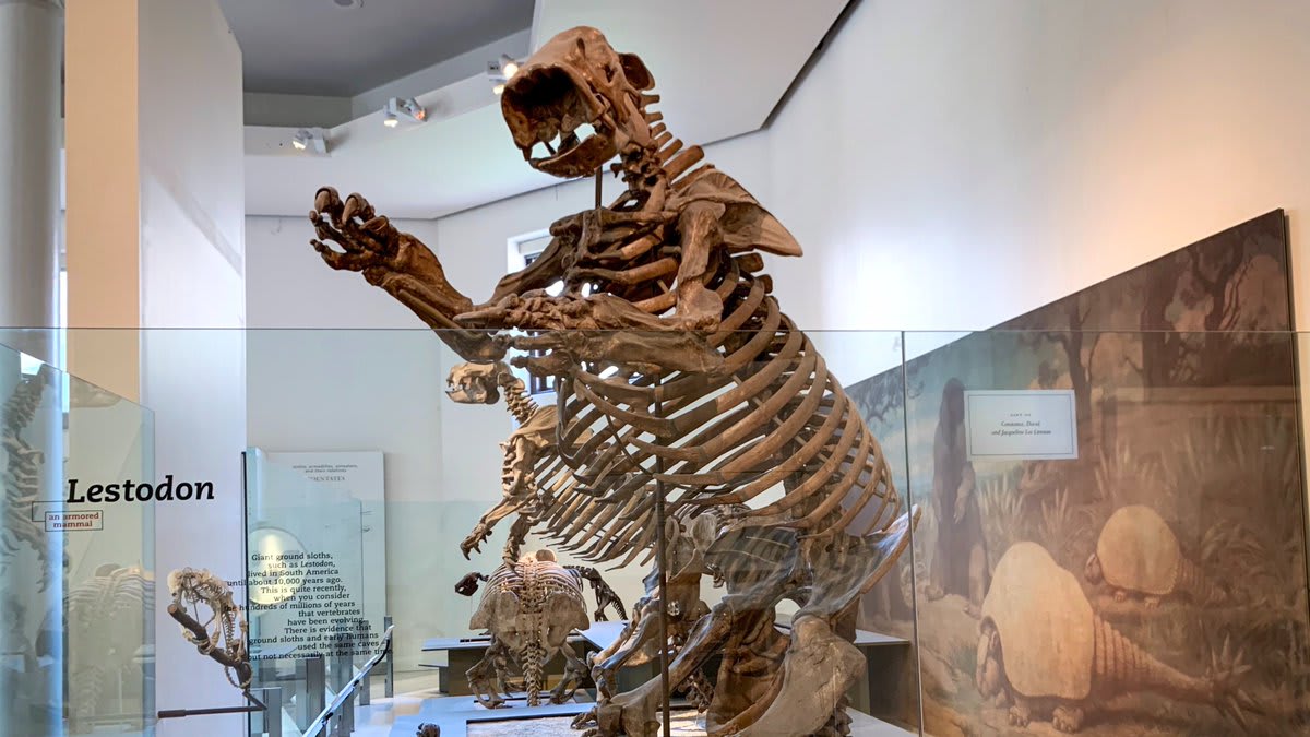 Since the Museum is open all week, the giant ground sloth (Lestodon) wanted to look its best for our visitors. Take a peek into what a “bath” looks like for this fossil specimen! ▶️ Watch here:
