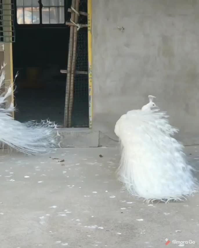 Rare and beautiful white peacock