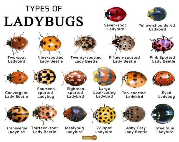 Guide for ladybugs!