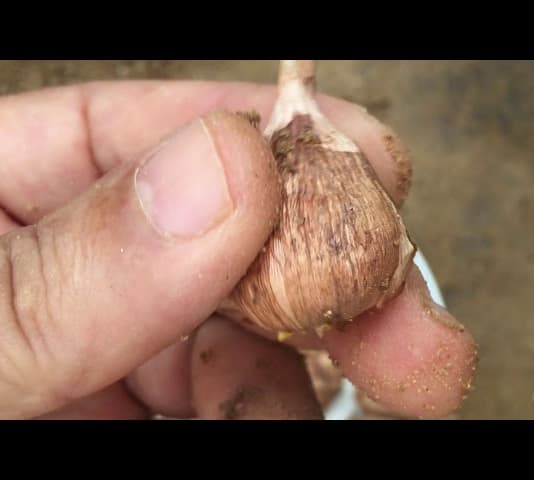 How to plant freesia bulbs