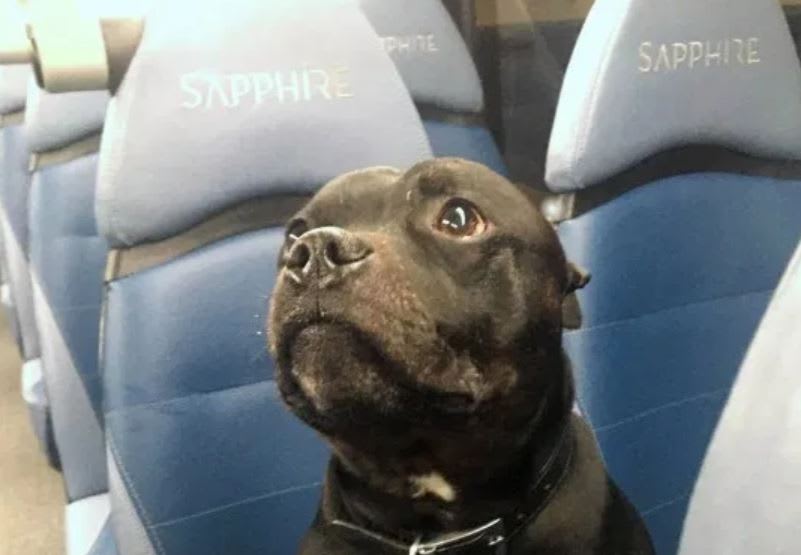 Adventurous Dog Went On Solo Bus Ride For An Hour Before Anyone Noticed
