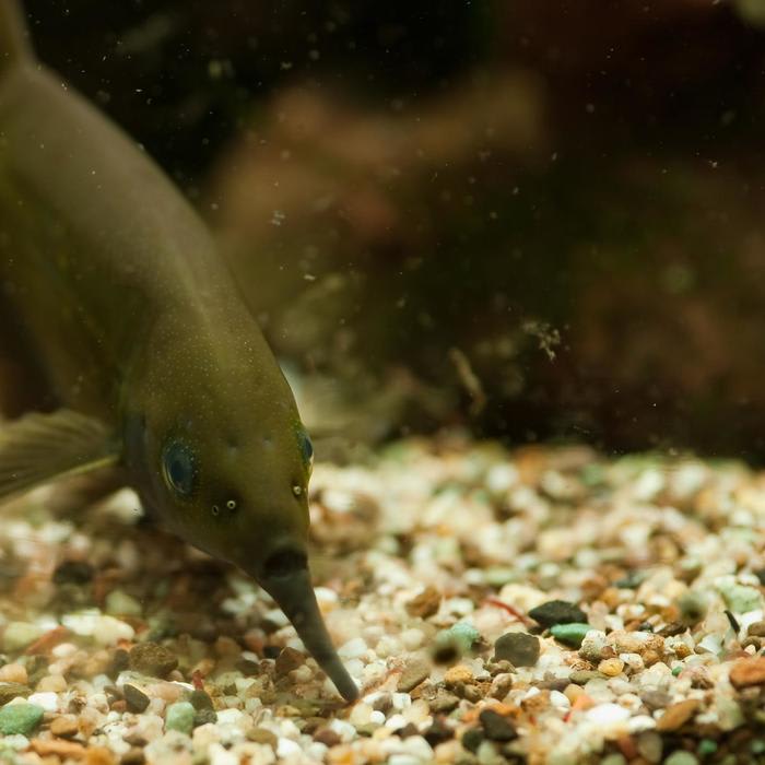Electro-sensing ability of African elephantnose fish shows acuteness of vision