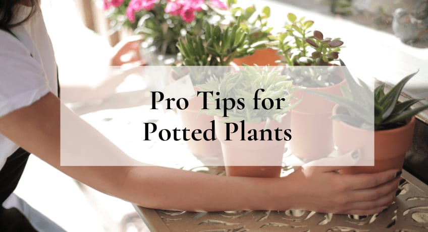 Pro Tips for Potted Plants - Gardening