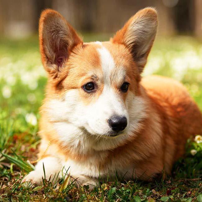 Pembroke Welsh Corgi - Your Complete Guide To A Really Regal Breed