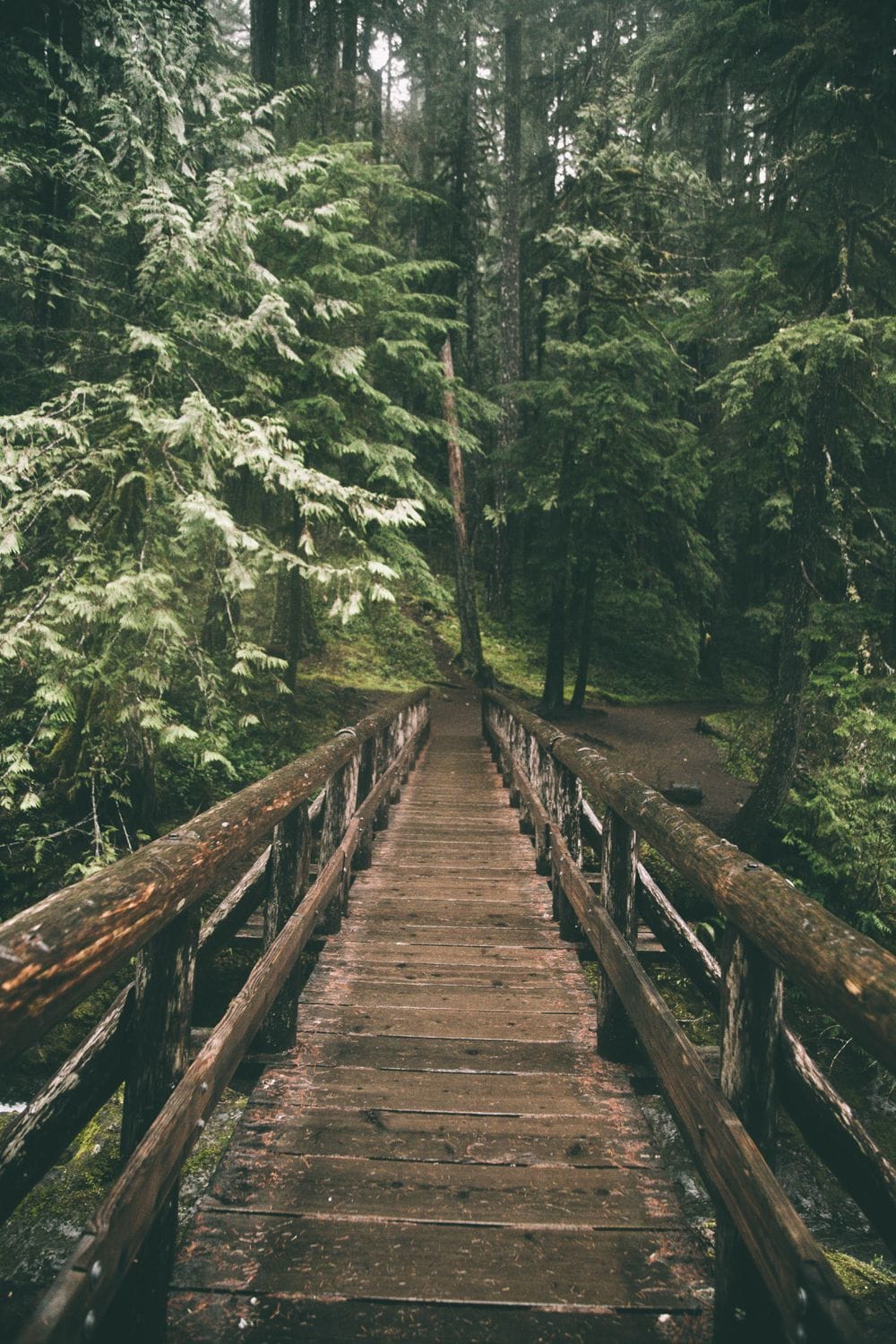 Tree Bridge Oregon Trail Bridge//Oregon November 2017 Prints//Instagram