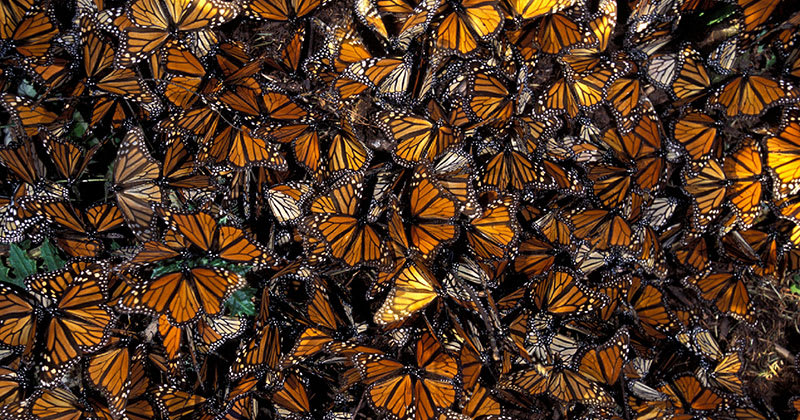 This is the Sound of Millions of Monarch Butterflies