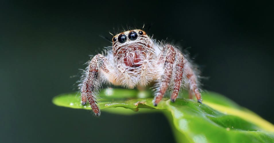 Scientists Demand 'Paradigm Shift' After Study Shows 'Frightening' Decline of Insects and Spiders