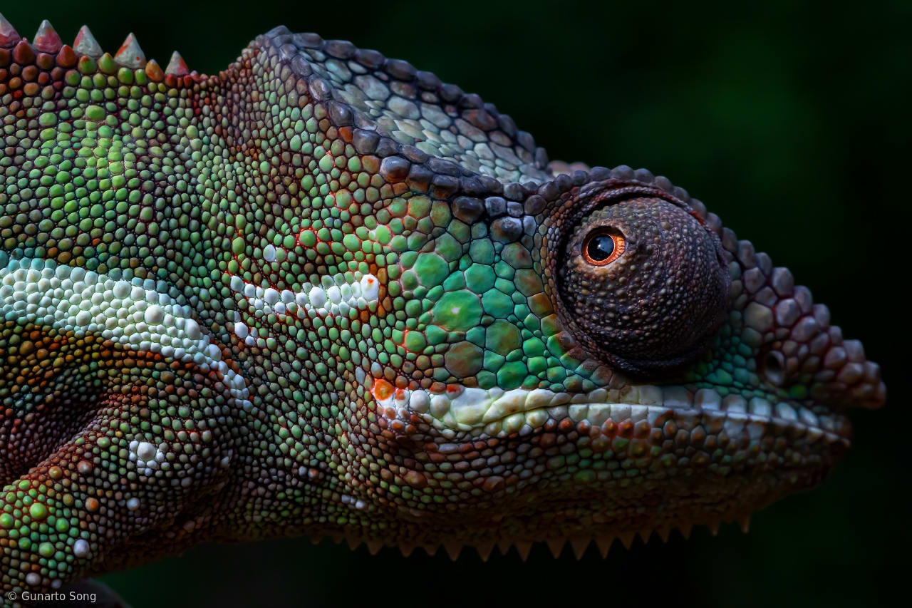 The Face of Panther Chameleon
