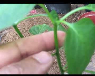 HOME AND GARDEN: Pruning Or Topping Pepper Transplants
