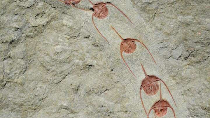 Mysterious Event Buried Orderly Arthropods In A Perfect Line 480 Million Years Ago