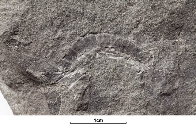 A dating of fossil millipedes offers a more precise picture of the evolution of their ecosystems