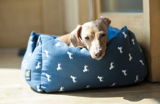 How To Have A Pet Friendly Home