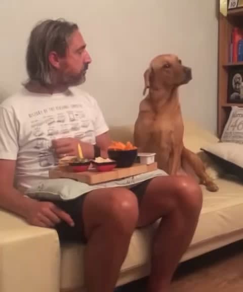 Dog Looks Away When Owner Spots Him Staring at His Dinner (source in comments)
