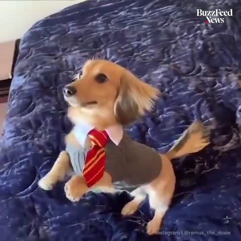 Meet Remus, a mini dachshund that only responds to Harry Potter spells ⚡️