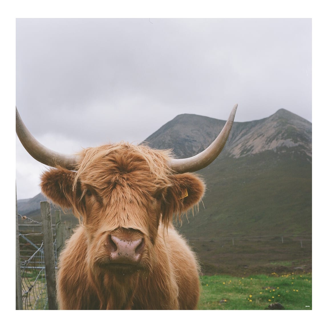 Photogenic Highland Cow [Rolleiflex T / Portra 400]
