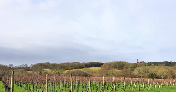 Highweald Wine acquires Lake Street Vineyard in Sussex