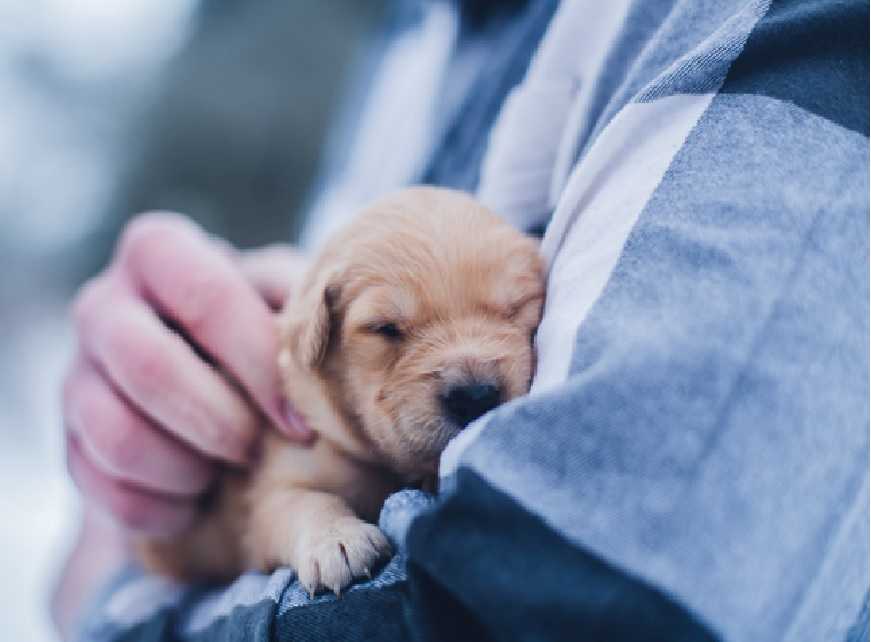 Is your Puppy having trouble adjusting to your home?