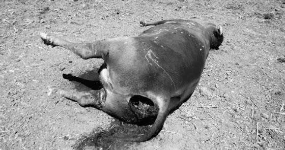Mutilated Bulls Discovered on North Dakota Ranch
