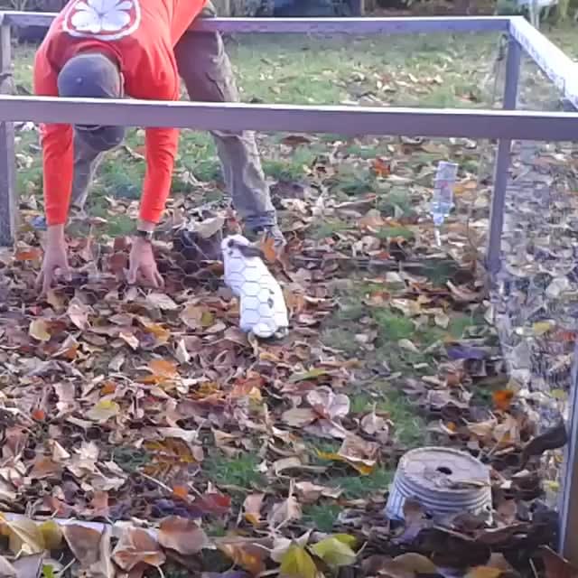Little bunny jumping at leaves being cute af