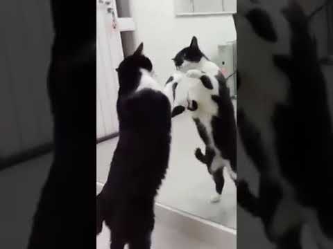Cat in the mirror