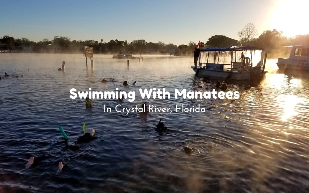 Swimming With Manatees In Crystal River, Florida
