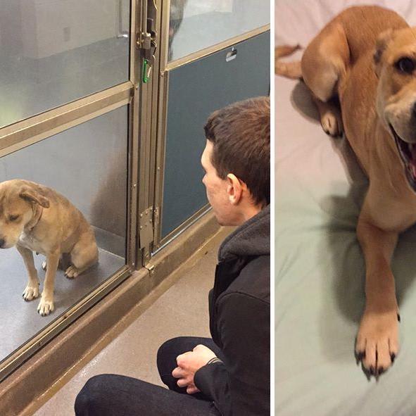 50+ Heartwarming Photos Of Pets Before And After Adoption That Will Melt Your Heart