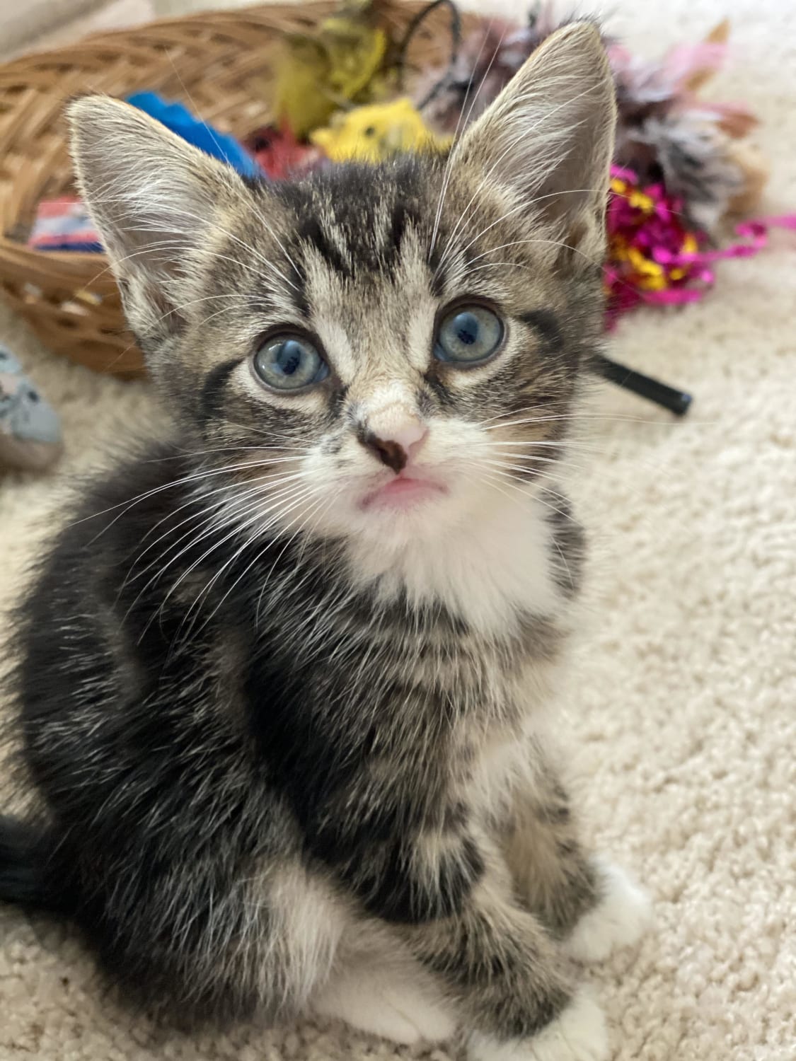 One of my new adorable foster kittens!